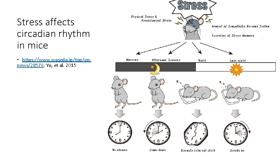 Stress affects circadian rhythm in mice • https: //www. waseda. jp/top/ennews/28579. Yu, et al.