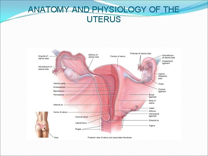 ANATOMY AND PHYSIOLOGY OF THE UTERUS 