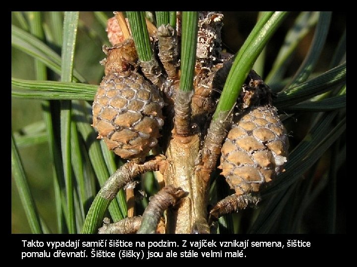 Takto vypadají samičí šištice na podzim. Z vajíček vznikají semena, šištice pomalu dřevnatí. Šištice