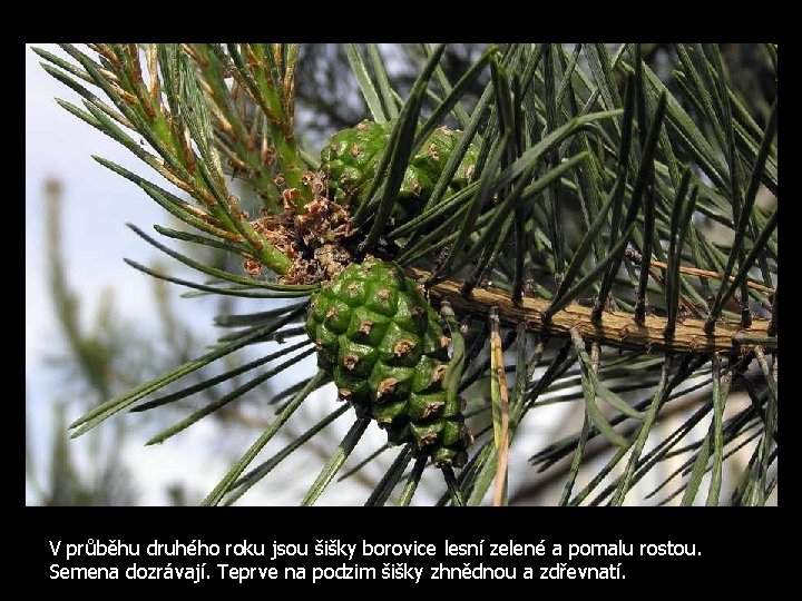 V průběhu druhého roku jsou šišky borovice lesní zelené a pomalu rostou. Semena dozrávají.