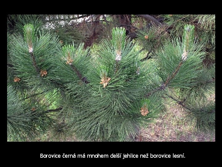 Borovice černá má mnohem delší jehlice než borovice lesní. 