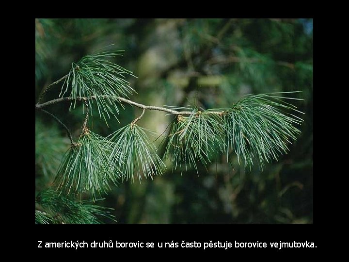 Z amerických druhů borovic se u nás často pěstuje borovice vejmutovka. 