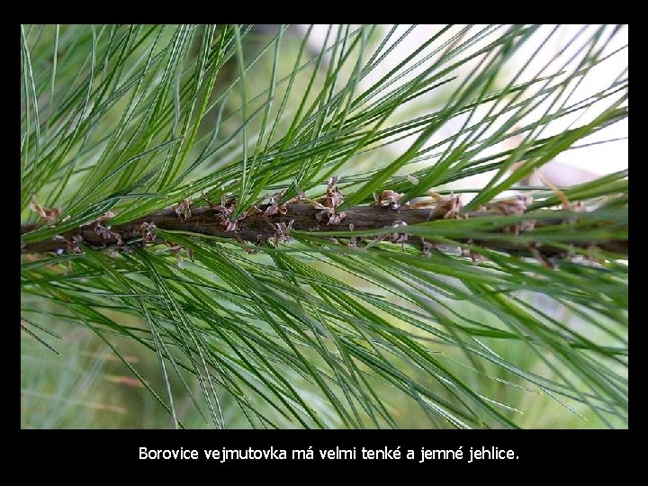 Borovice vejmutovka má velmi tenké a jemné jehlice. 