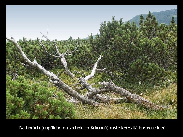 Na horách (například na vrcholcích Krkonoš) roste keřovitá borovice kleč. 