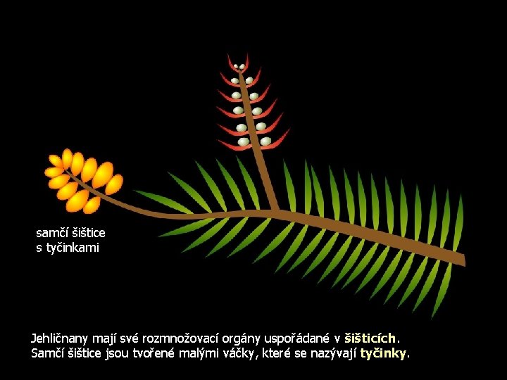 samčí šištice s tyčinkami Jehličnany mají své rozmnožovací orgány uspořádané v šišticích. Samčí šištice