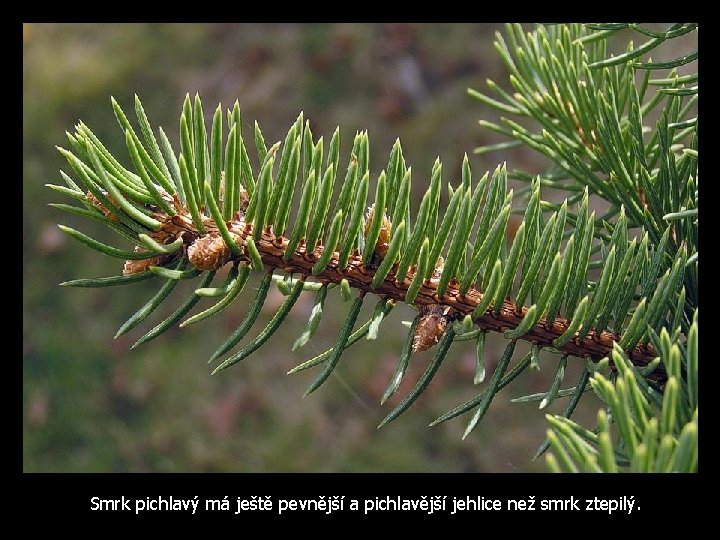 Smrk pichlavý má ještě pevnější a pichlavější jehlice než smrk ztepilý. 