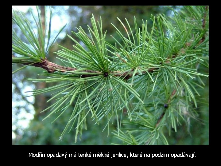 Modřín opadavý má tenké měkké jehlice, které na podzim opadávají. 