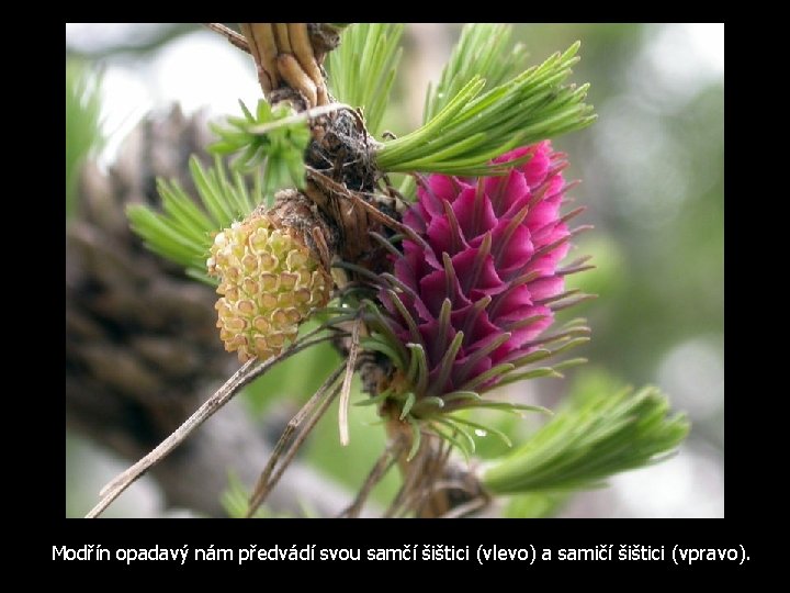 Modřín opadavý nám předvádí svou samčí šištici (vlevo) a samičí šištici (vpravo). 