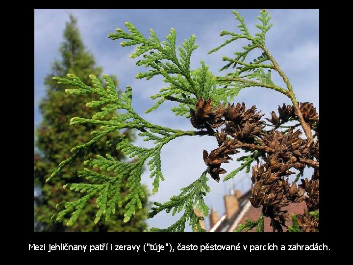 Mezi jehličnany patří i zeravy ("túje"), často pěstované v parcích a zahradách. 