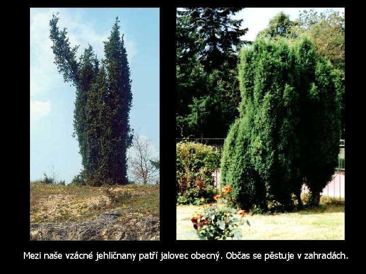 Mezi naše vzácné jehličnany patří jalovec obecný. Občas se pěstuje v zahradách. 