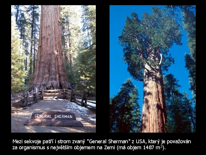 Mezi sekvoje patří i strom zvaný "General Sherman" z USA, který je považován za