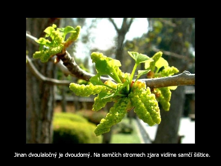 Jinan dvoulaločný je dvoudomý. Na samčích stromech zjara vidíme samčí šištice. 