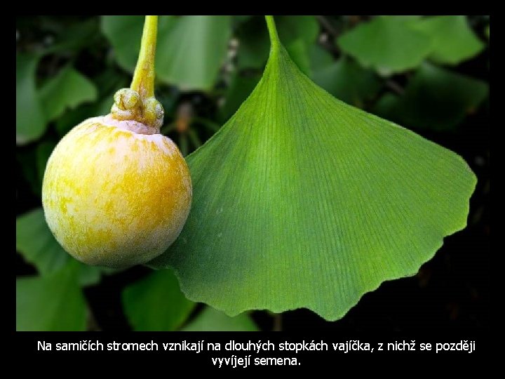 Na samičích stromech vznikají na dlouhých stopkách vajíčka, z nichž se později vyvíjejí semena.