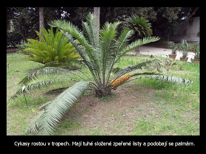 Cykasy rostou v tropech. Mají tuhé složené zpeřené listy a podobají se palmám. 