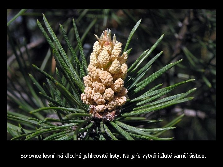 Borovice lesní má dlouhé jehlicovité listy. Na jaře vytváří žluté samčí šištice. 