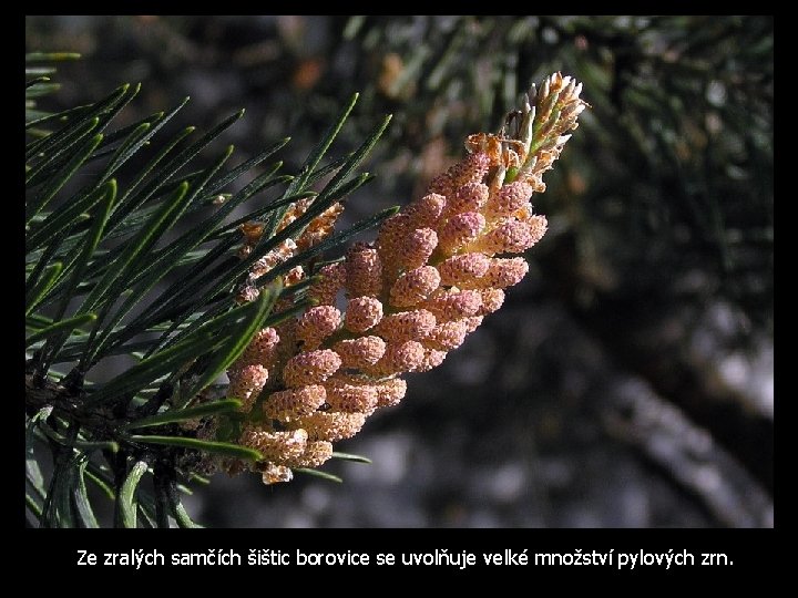 Ze zralých samčích šištic borovice se uvolňuje velké množství pylových zrn. 