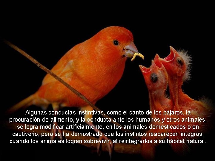 Algunas conductas instintivas, como el canto de los pájaros, la procuración de alimento, y