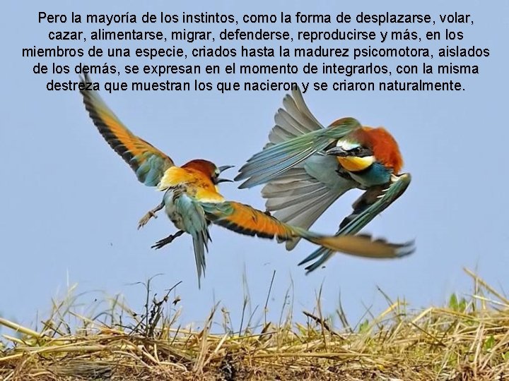 Pero la mayoría de los instintos, como la forma de desplazarse, volar, cazar, alimentarse,