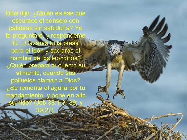 Dios dijo: ¿Quién es ése que oscurece el consejo con palabras sin sabiduría? Yo