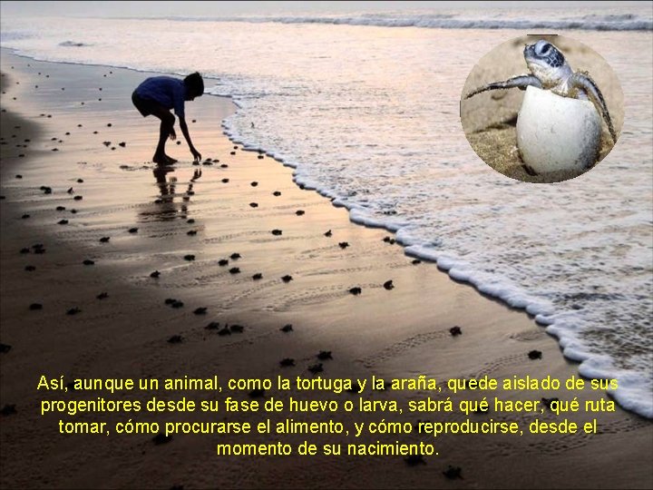 Así, aunque un animal, como la tortuga y la araña, quede aislado de sus