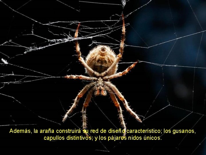 Además, la araña construirá su red de diseño característico; los gusanos, capullos distintivos; y