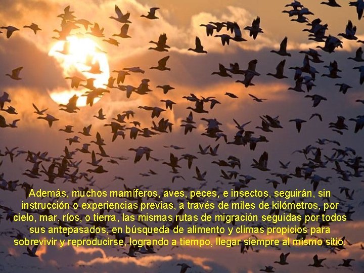 Además, muchos mamíferos, aves, peces, e insectos, seguirán, sin instrucción o experiencias previas, a