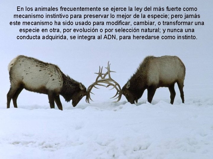 En los animales frecuentemente se ejerce la ley del más fuerte como mecanismo instintivo