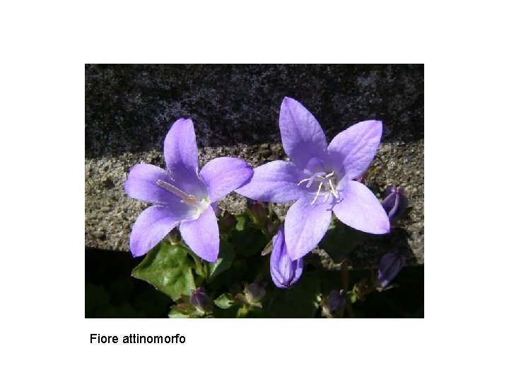 Fiore attinomorfo 