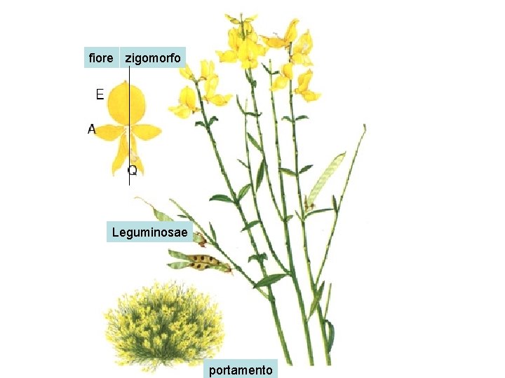 fiore zigomorfo Leguminosae portamento 