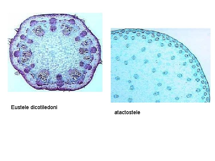 Eustele dicotiledoni atactostele 