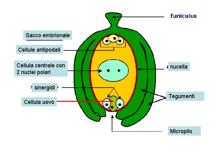 Sacco embrionale Cellule antipodali Cellula centrale con 2 nuclei polari nucella sinergidi Cellula uovo