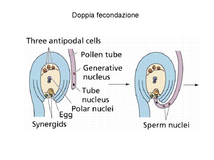 Doppia fecondazione 