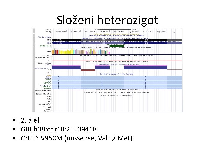 Složeni heterozigot • 2. alel • GRCh 38: chr 18: 23539418 • C: T