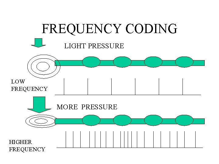 FREQUENCY CODING LIGHT PRESSURE LOW FREQUENCY MORE PRESSURE HIGHER FREQUENCY 