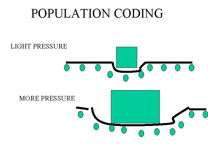 POPULATION CODING LIGHT PRESSURE MORE PRESSURE 