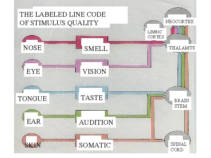 THE LABELED LINE CODE OF STIMULUS QUALITY NEOCORTEX LIMBIC CORTEX NOSE SMELL EYE VISION