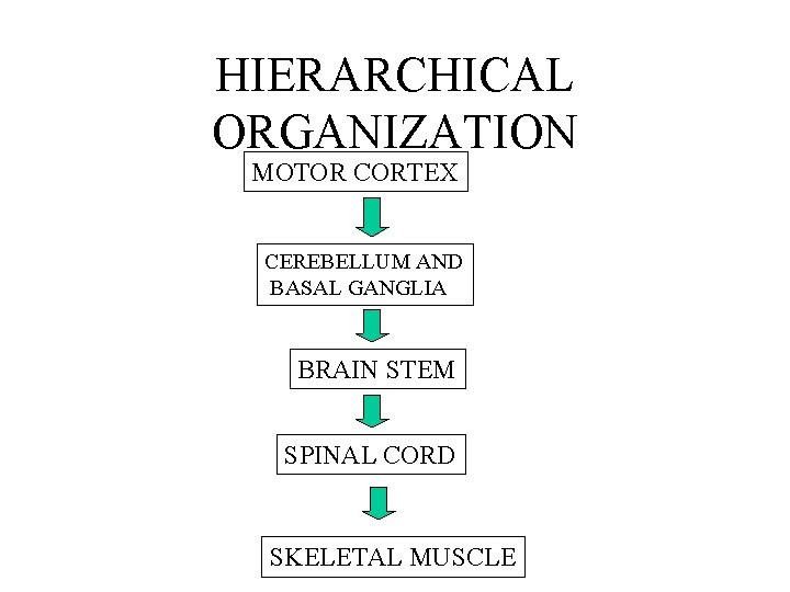 HIERARCHICAL ORGANIZATION MOTOR CORTEX CEREBELLUM AND BASAL GANGLIA BRAIN STEM SPINAL CORD SKELETAL MUSCLE