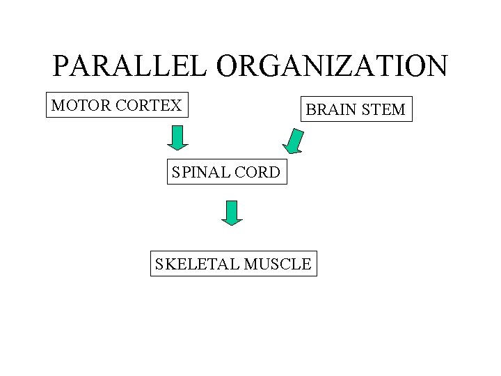 PARALLEL ORGANIZATION MOTOR CORTEX BRAIN STEM SPINAL CORD SKELETAL MUSCLE 