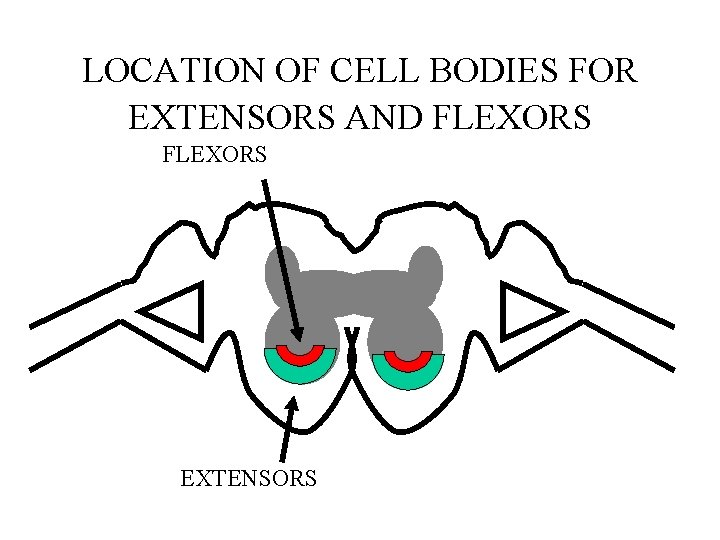 LOCATION OF CELL BODIES FOR EXTENSORS AND FLEXORS EXTENSORS 
