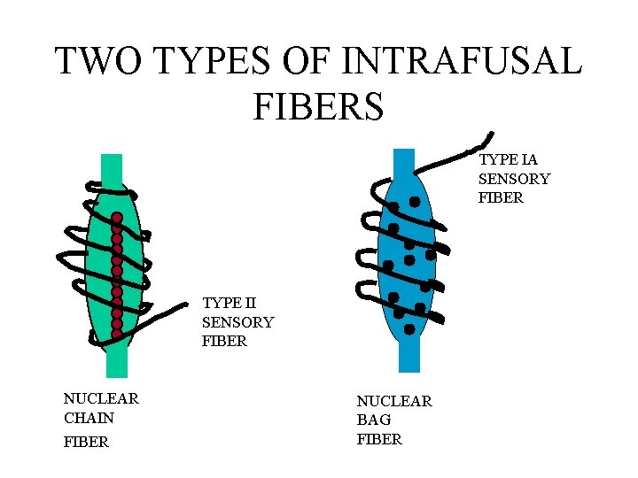 TWO TYPES OF INTRAFUSAL FIBERS TYPE IA SENSORY FIBER TYPE II SENSORY FIBER NUCLEAR