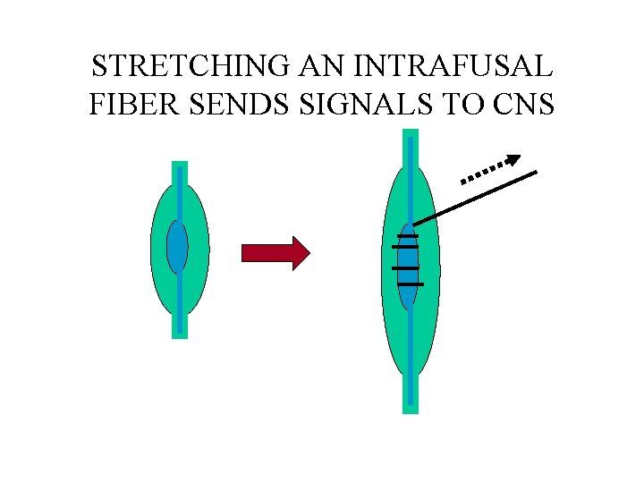 STRETCHING AN INTRAFUSAL FIBER SENDS SIGNALS TO CNS 