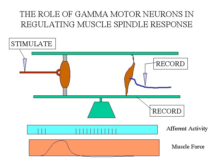 THE ROLE OF GAMMA MOTOR NEURONS IN REGULATING MUSCLE SPINDLE RESPONSE STIMULATE RECORD Afferent