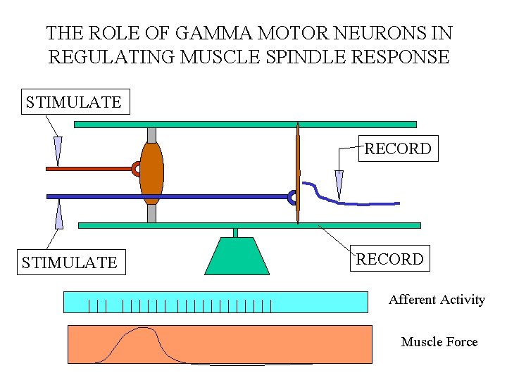 THE ROLE OF GAMMA MOTOR NEURONS IN REGULATING MUSCLE SPINDLE RESPONSE STIMULATE RECORD Afferent