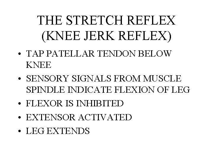 THE STRETCH REFLEX (KNEE JERK REFLEX) • TAP PATELLAR TENDON BELOW KNEE • SENSORY