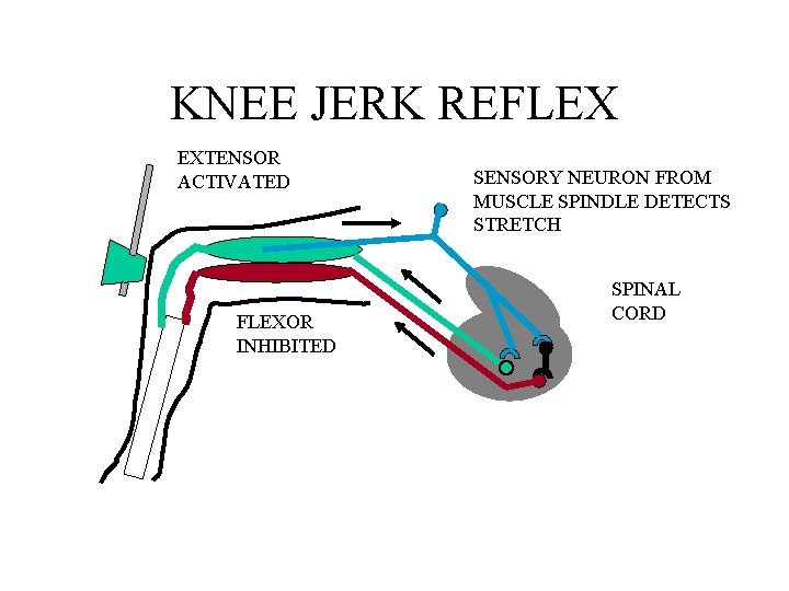 KNEE JERK REFLEX EXTENSOR ACTIVATED FLEXOR INHIBITED SENSORY NEURON FROM MUSCLE SPINDLE DETECTS STRETCH