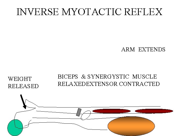 INVERSE MYOTACTIC REFLEX ARM EXTENDS WEIGHT RELEASED BICEPS & SYNERGYSTIC MUSCLE RELAXEDEXTENSOR CONTRACTED 