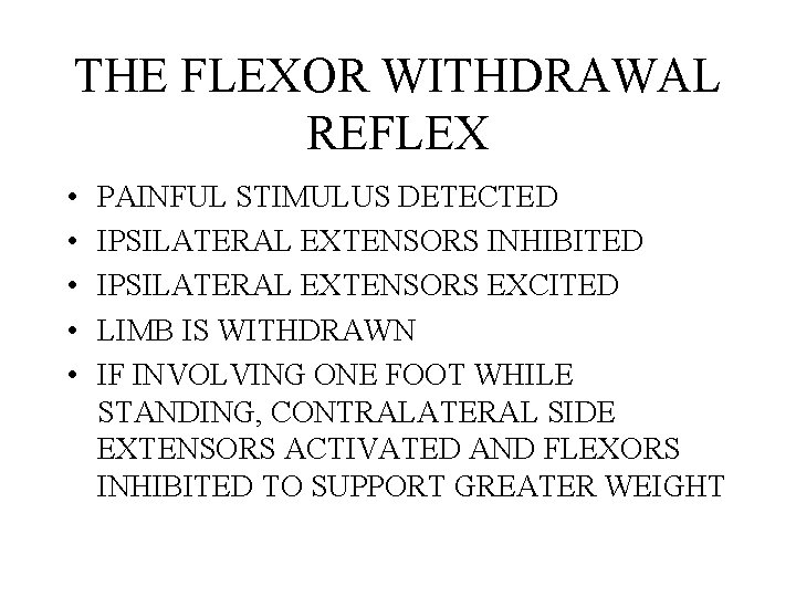 THE FLEXOR WITHDRAWAL REFLEX • • • PAINFUL STIMULUS DETECTED IPSILATERAL EXTENSORS INHIBITED IPSILATERAL