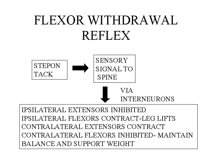 FLEXOR WITHDRAWAL REFLEX STEPON TACK SENSORY SIGNAL TO SPINE VIA INTERNEURONS IPSILATERAL EXTENSORS INHIBITED