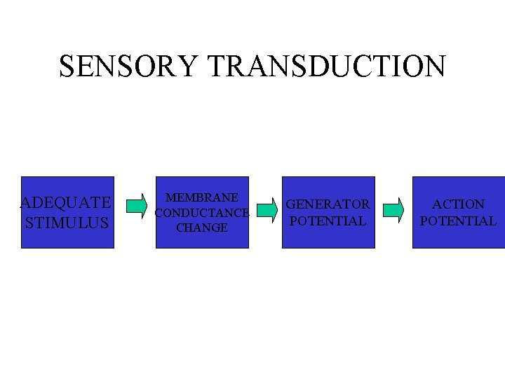 SENSORY TRANSDUCTION ADEQUATE STIMULUS MEMBRANE CONDUCTANCE CHANGE GENERATOR POTENTIAL ACTION POTENTIAL 