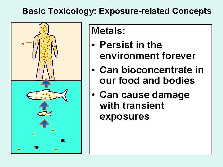 Basic Toxicology: Exposure-related Concepts Metals: • Persist in the environment forever • Can bioconcentrate